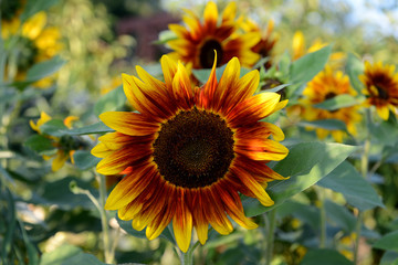 sunflower