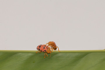 Aulacophora indica (Gmelin),Insect pests an family Chrysomelidae. Orange aulacophora on green leaf with white background.