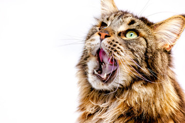 Animal health concept. 5 years old black tabby maine coon cat. Copy space, isolated.