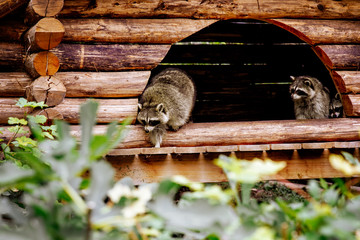 Family of raccoons in their wooden house. 