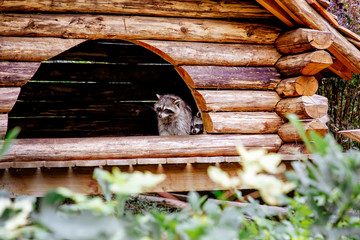 Family of raccoons in their wooden house. 