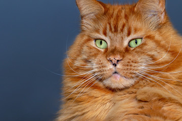 Close-up Portrait of red tabby ginger Maine Coon Cat