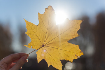 yellow maple leaves on a black background
