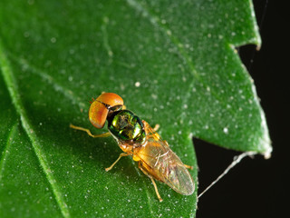 Macro Photo of Beautiful Fly on Green Leaf Isolated on Background