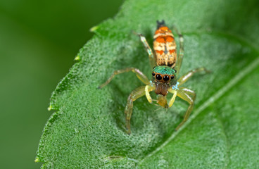 Macro Photo of Colorful Jumping Spider with Prey on Green Leaf