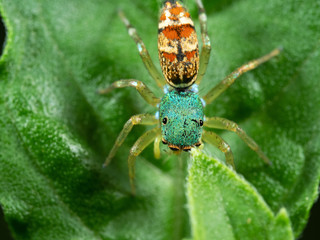 Macro Photo of Colorful Jumping Spider on Green Leaf