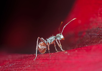 Macro Photo of Tiny Ant on Red Petal of Flower