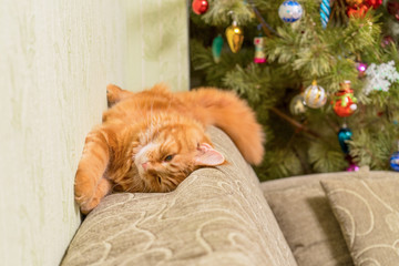 Young red cat of Maine Coon breed sleeping on top of sofa near d