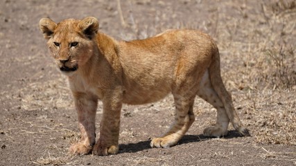 Fototapeta na wymiar Lionceau, Parc Serengeti, Tanzanie