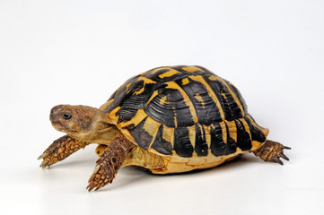 Obraz premium Żółw grecki (Testudo hermanni) - żółw Hermanna