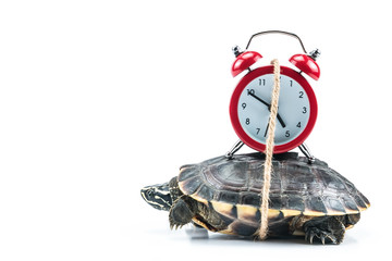 Turtle and red clock