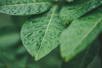 Detail macro close up shot of water droplet on ewt green leaf after rain.