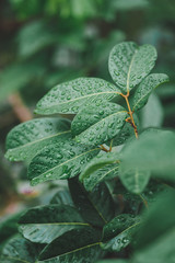 Detail macro close up shot of water droplet on ewt green leaf after rain.