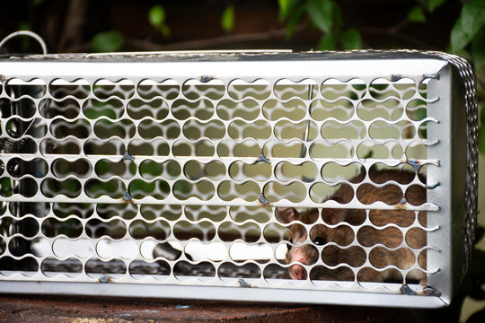Brown rat inside rat cage trap