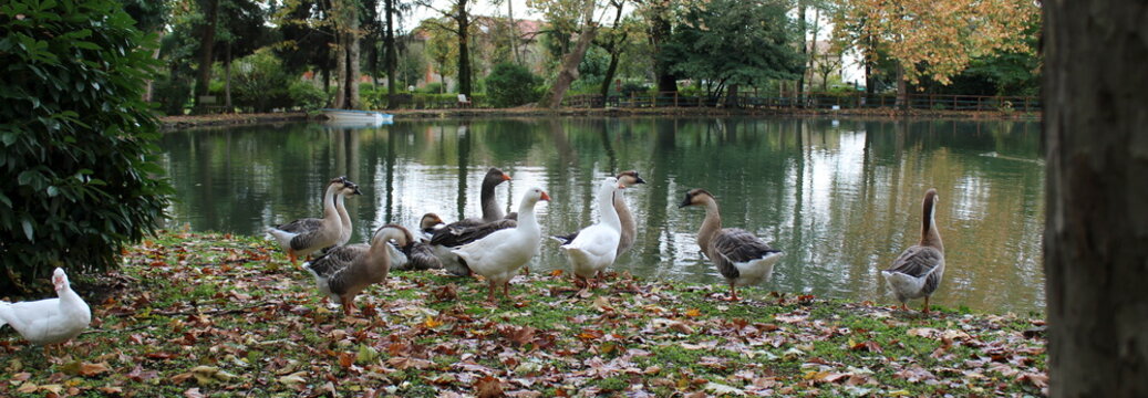 Famiglia di Oche al lago in autunno