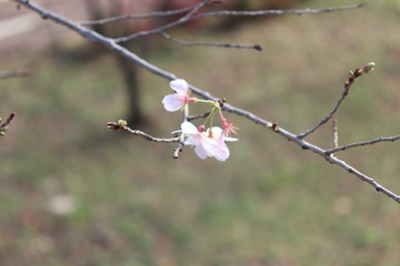 四季桜