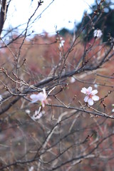Fototapeta na wymiar 四季桜