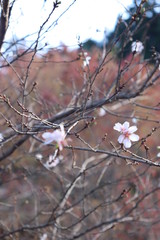四季桜