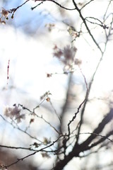 四季桜