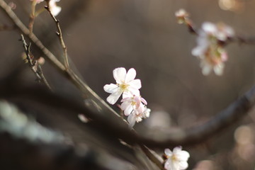 四季桜
