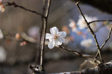 四季桜