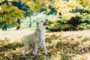 Naklejka na ściany i meble girl walks at autumn park with young white Swiss shepherd dog