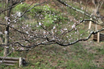 四季桜
