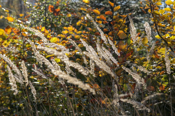 Kleine Waldgräser im Wald am Wegesrand vor verschwommenem Hintergrund
