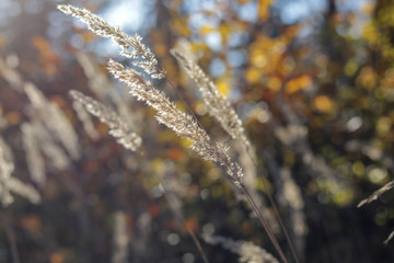 Kleine Waldgräser im Wald am Wegesrand vor verschwommenem Hintergrund