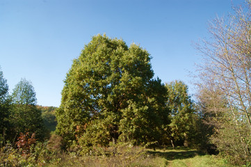 Fototapeta premium Осенние деревья