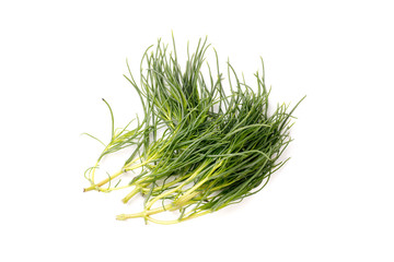 Organic Fennel Herb, isolated and with copyspace