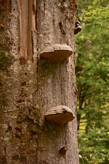 Fungus at the Tree