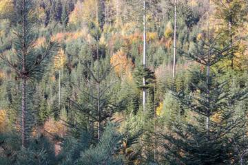Wald im Herbst