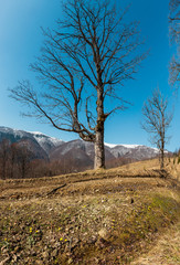 Fototapeta na wymiar Early spring Carpathian mountains