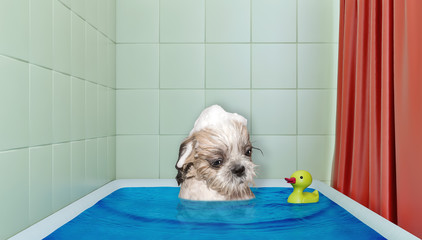 Cute shitzu dog in the bath with duck toy