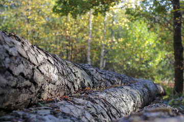 Fototapeta na wymiar Baumstämme am Wegesrand im Wald 