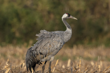 kranich