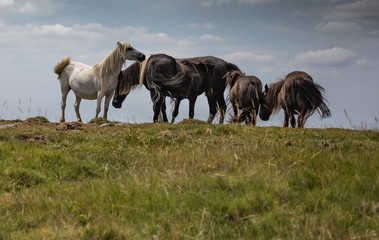 Fototapeta na wymiar Dartmoor ponies grazing on a sunny morning