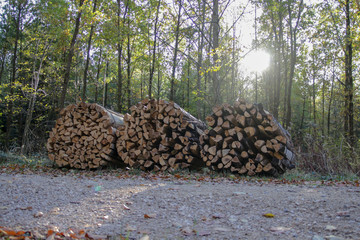Holz am Wegesrand im Wald