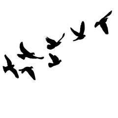 Obraz premium na białym tle zestaw sylwetki ptaków latających
