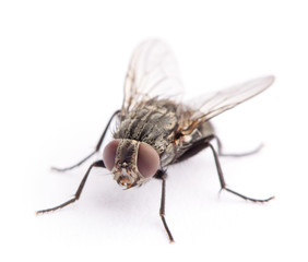 fly isolated on a white