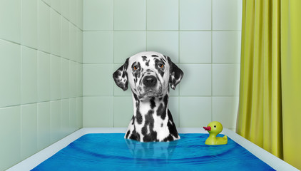 Cute dalmatian dog in the bath with duck toy