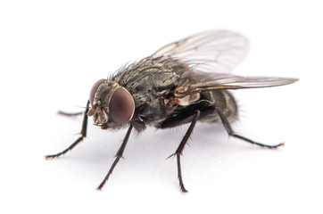 fly isolated on a white