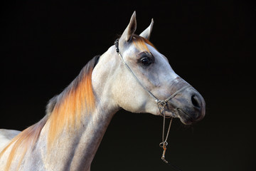 Fototapeta na wymiar Purebred Arabian Horse, portrait of a grey mare with jewelry bridle in dark background