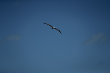 osprey in flight
