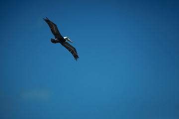 Fototapeta na wymiar seagull in flight