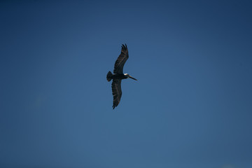 osprey in flight