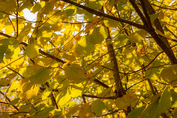 Backlit colorful yellow autumn leaves