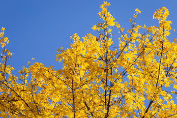 Fototapeta premium Branches of trees with bright yellow autumn leaves