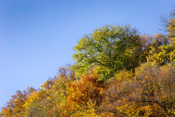 Colorful autumn woodland with yellow foliage